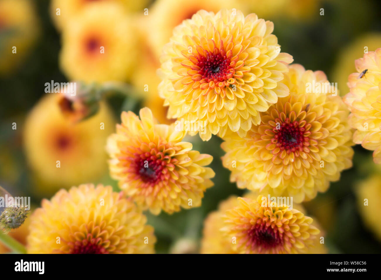 Blooming Lollipop Yellow Chrysanthemum flowers with water drops in center from morning dew. Blurry background. Stock Photo