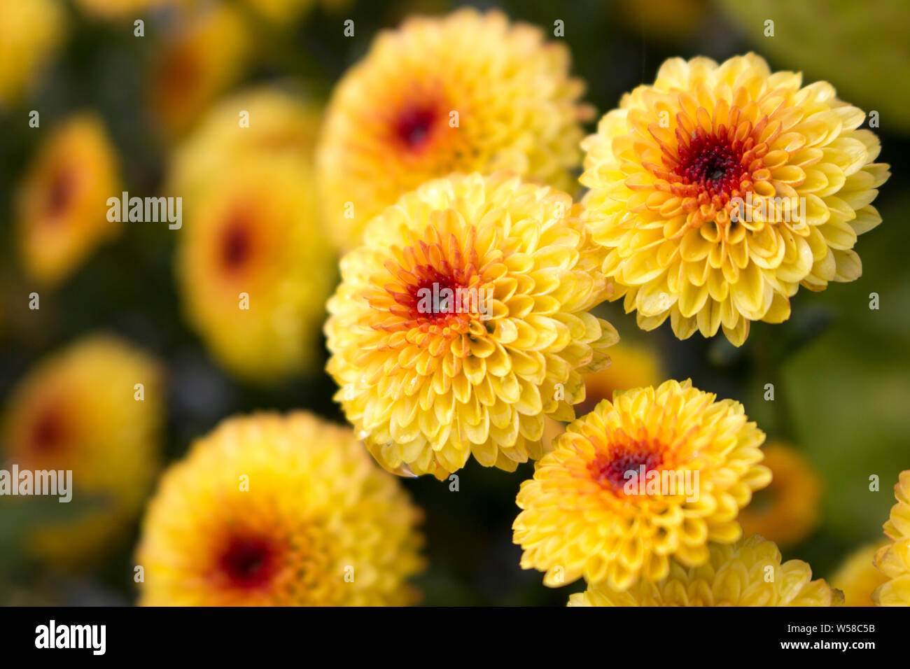 Macro of Lollipop Yellow Chrysanthemums in full bloom with water drops in center from morning dew. Blurry background. Stock Photo