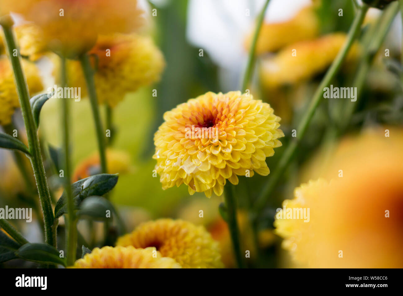 Close up of single Lollipop Yellow Chrysanthemum blossom in full bloom with water drops. Blurry background. Stock Photo