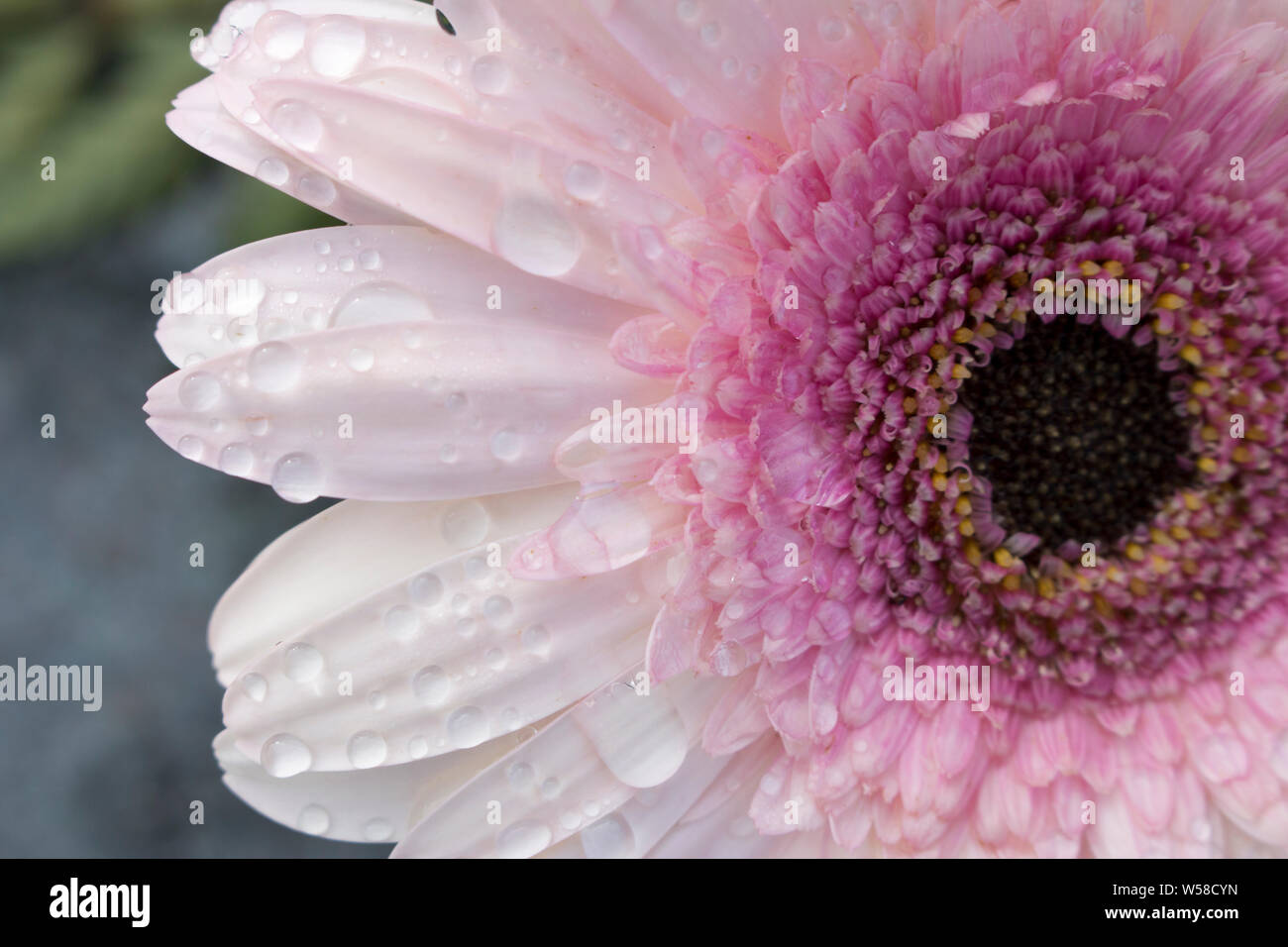 Macro of the center of a blooming soft pink Gerbera flower covered in water drops from morning dew. Blurry background. Stock Photo