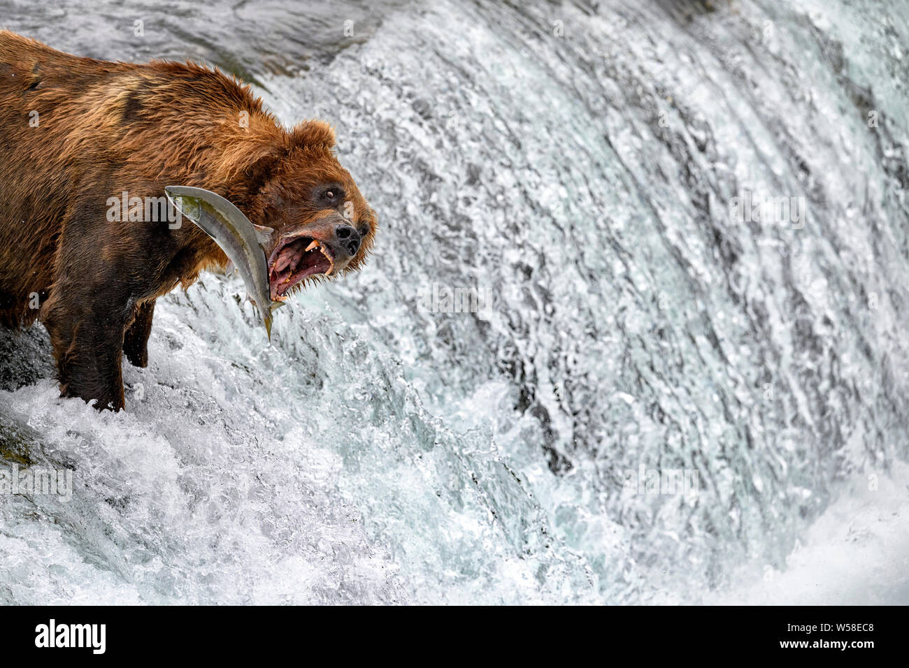 Bear fishing for salmon in waterfall, Alaska Stock Photo