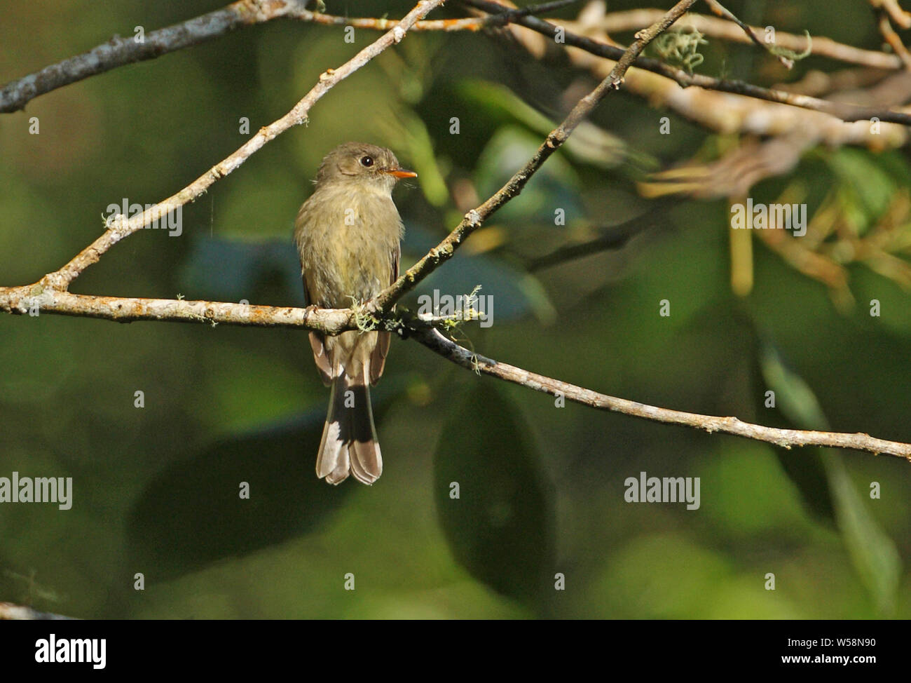 Jamaican Pewee (Contopus pallidus) adult perched on dead branch, Jamaican endemic species  Blue Mountains, Jamaica                March Stock Photo