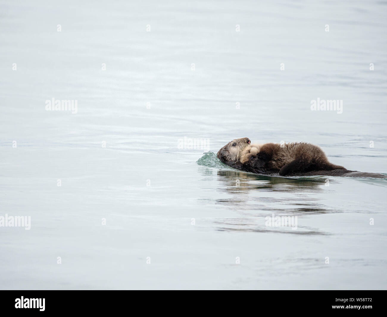 A mother sea otter, Enhydra lutris, with her pup in Reid Inlet, Glacier Bay National Park, Southeast Alaska, USA. Stock Photo