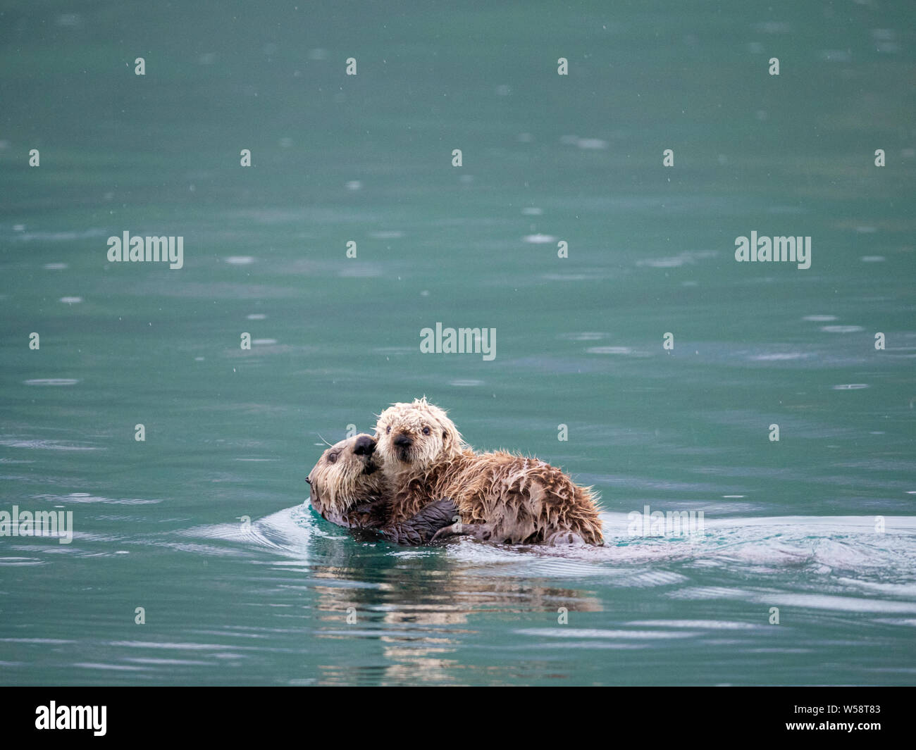 A mother sea otter, Enhydra lutris, with her pup in Reid Inlet, Glacier Bay National Park, Southeast Alaska, USA. Stock Photo