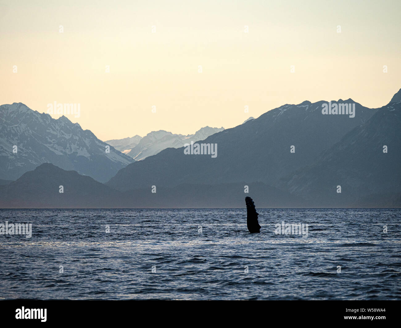 Adult humpback whale, Megaptera novaeangliae, at sunset in Glacier Bay National Park, Southeast Alaska, USA. Stock Photo