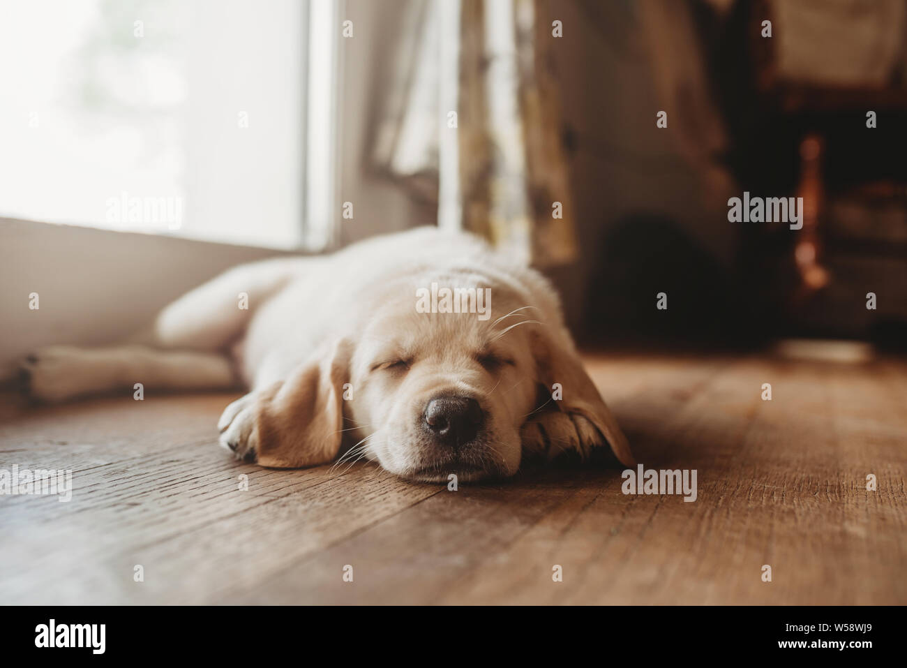 Sleeping yellow Labrador lab puppy Stock Photo