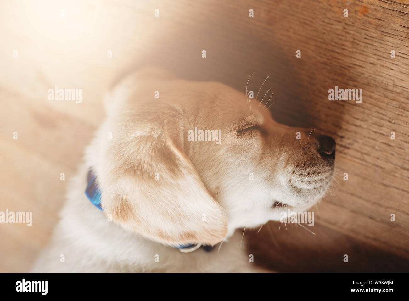 yellow Labrador lab puppy sleeping Stock Photo