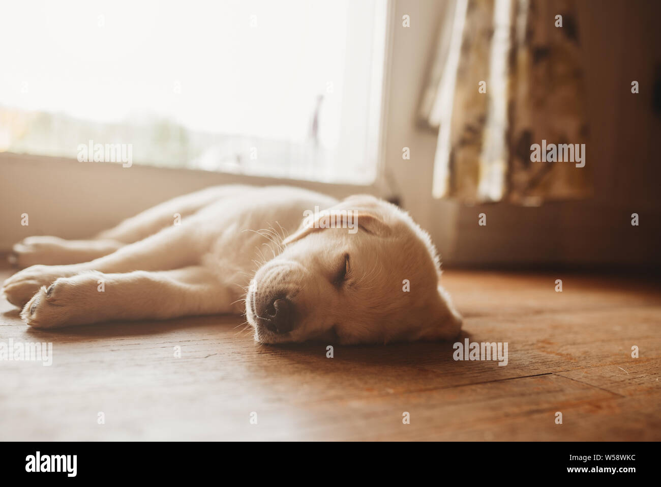 Sleeping yellow Labrador lab puppy Stock Photo