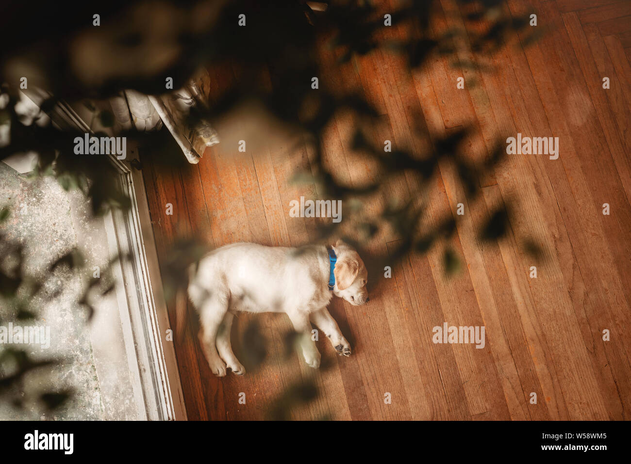 yellow Labrador lab puppy sleeping Stock Photo