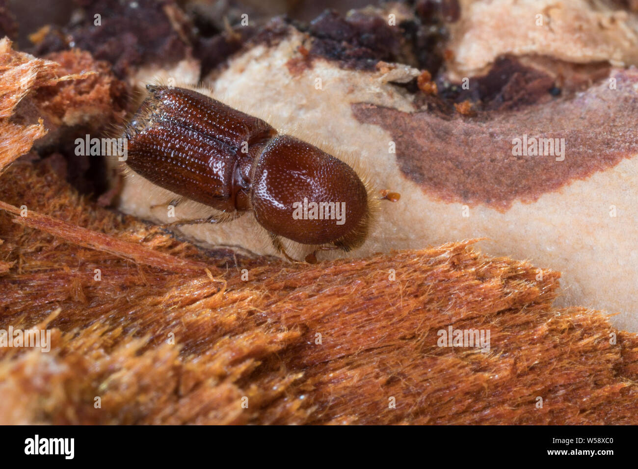 pest-of-or-larch-hi-res-stock-photography-and-images-alamy