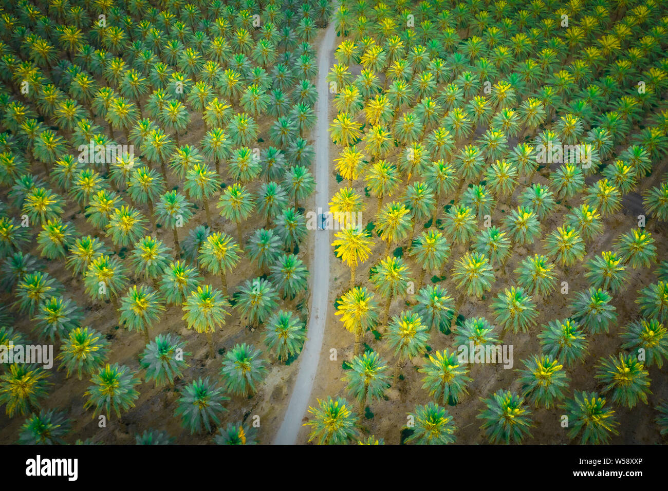 Car is on the road between green palm trees from above Stock Photo