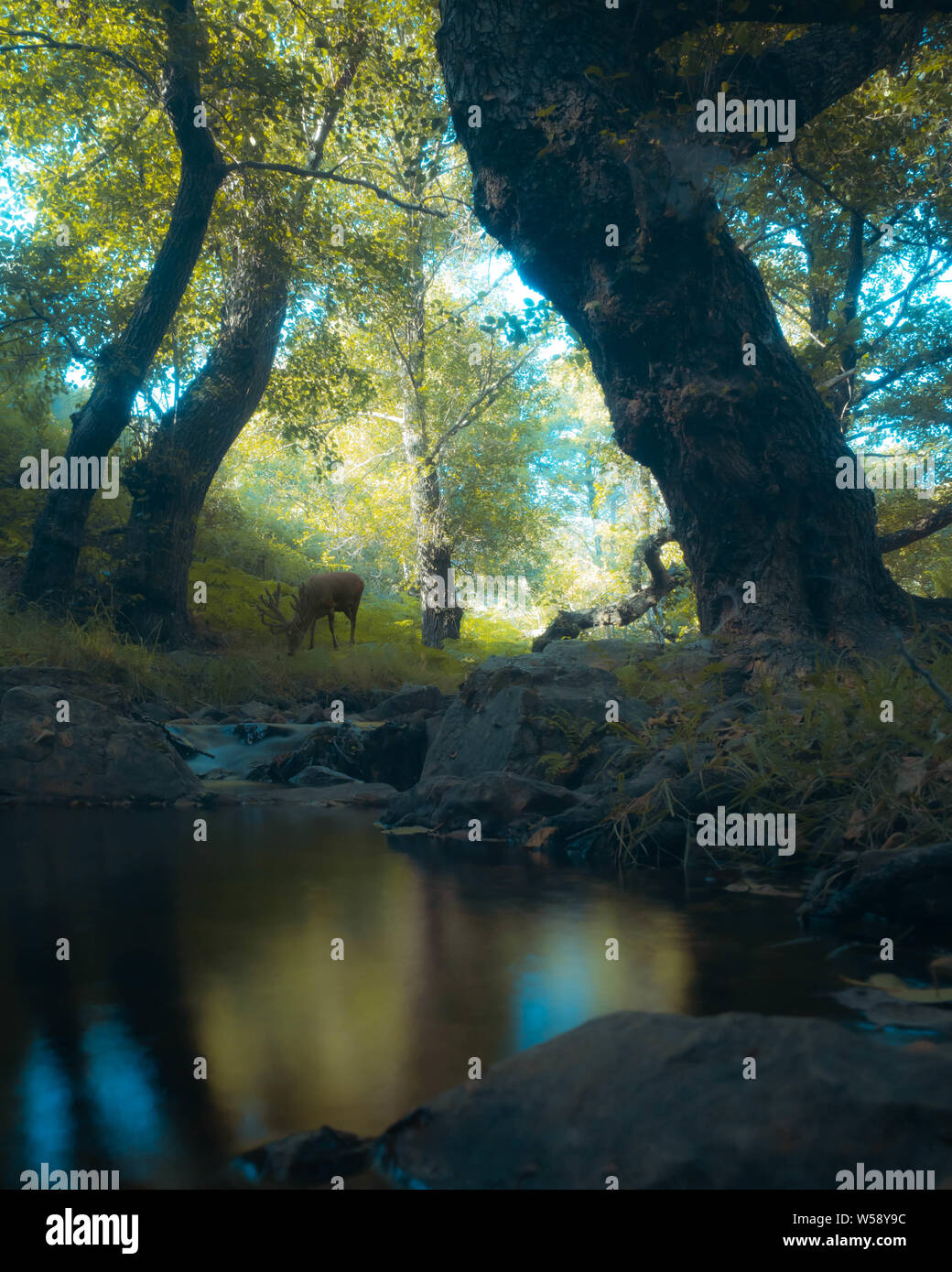 Deer eating in river inside a forest. Ciervo comiendo en el bosque Stock Photo