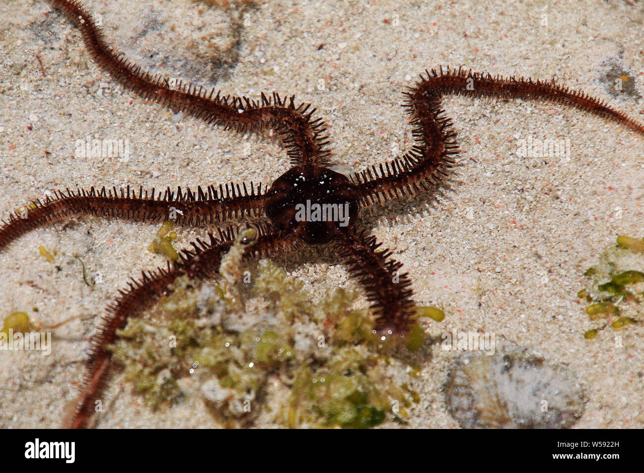 Octopus, starfish at low tide on Zanzibar, Indian ocean Stock Photo Alamy