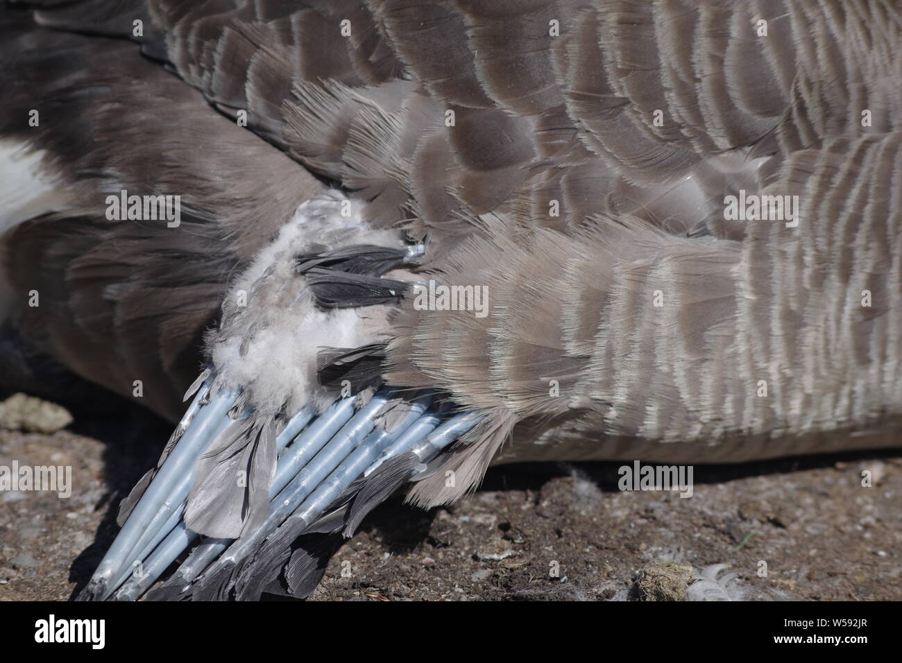 Injured goose injured bird hi-res stock photography and images - Alamy