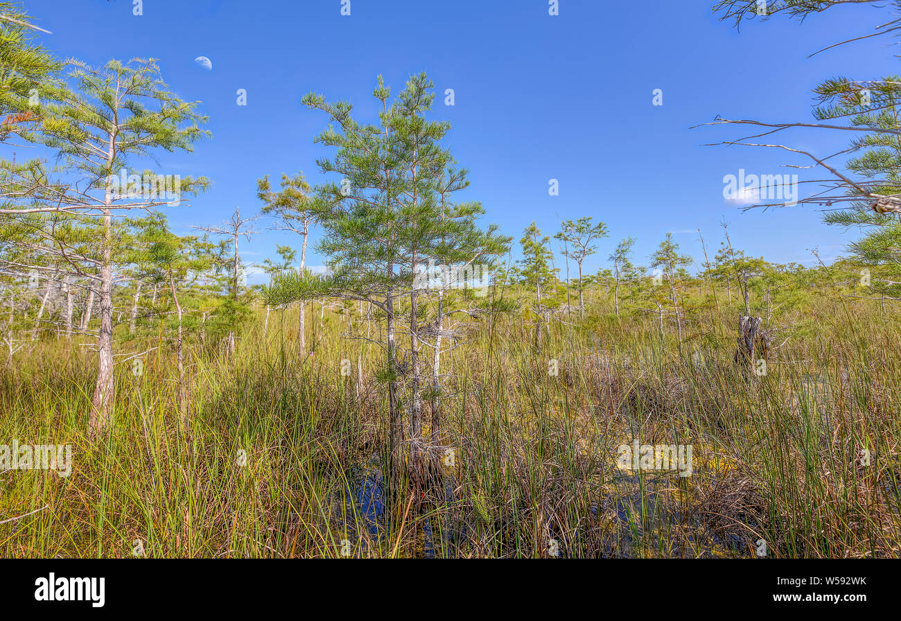 An early morning moon overlooks the Dwarf Cypress Forest in Everglades National Park. Stock Photo