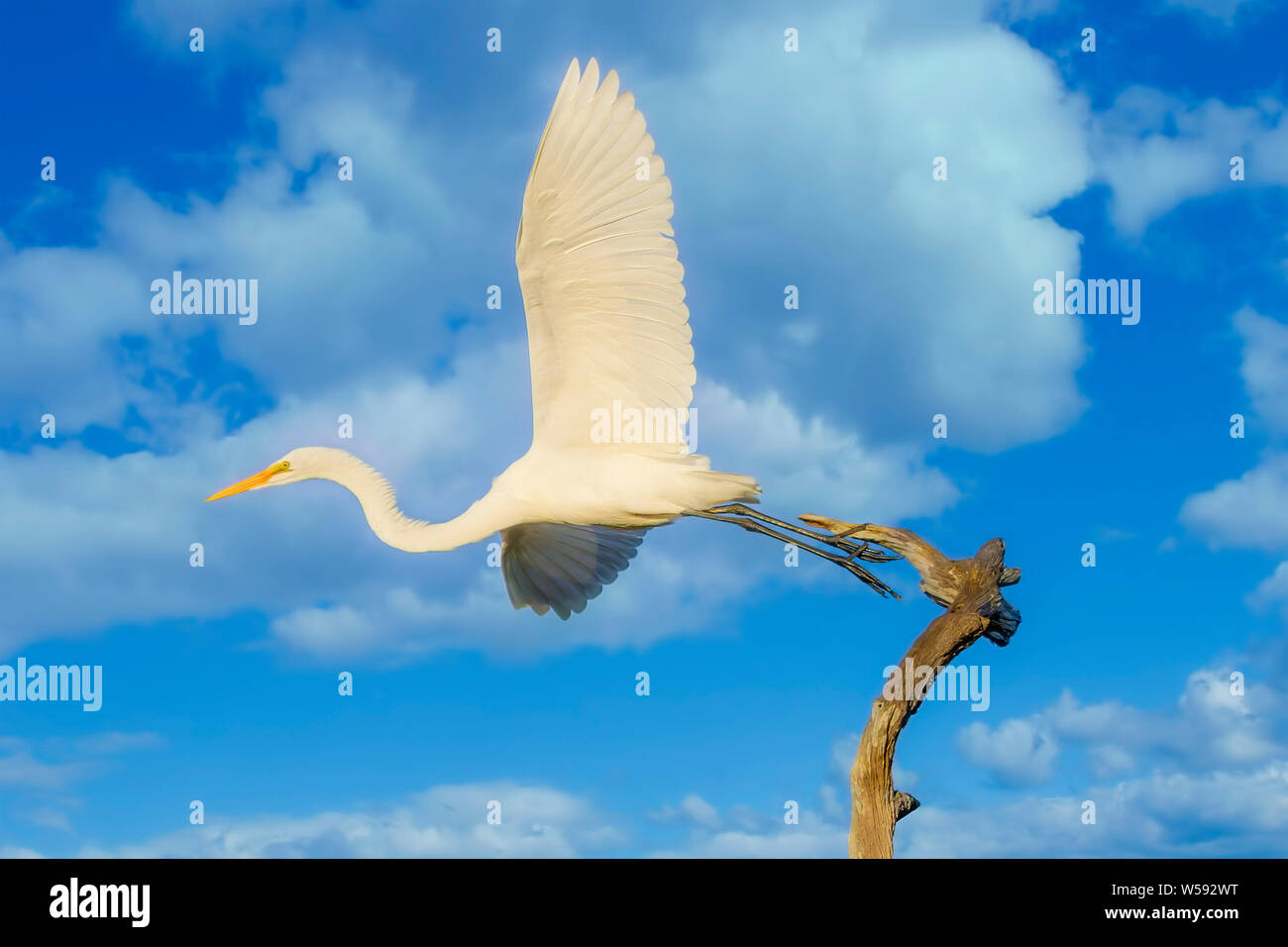 A Great White Egret takes flight in the Florida Everglades. Stock Photo