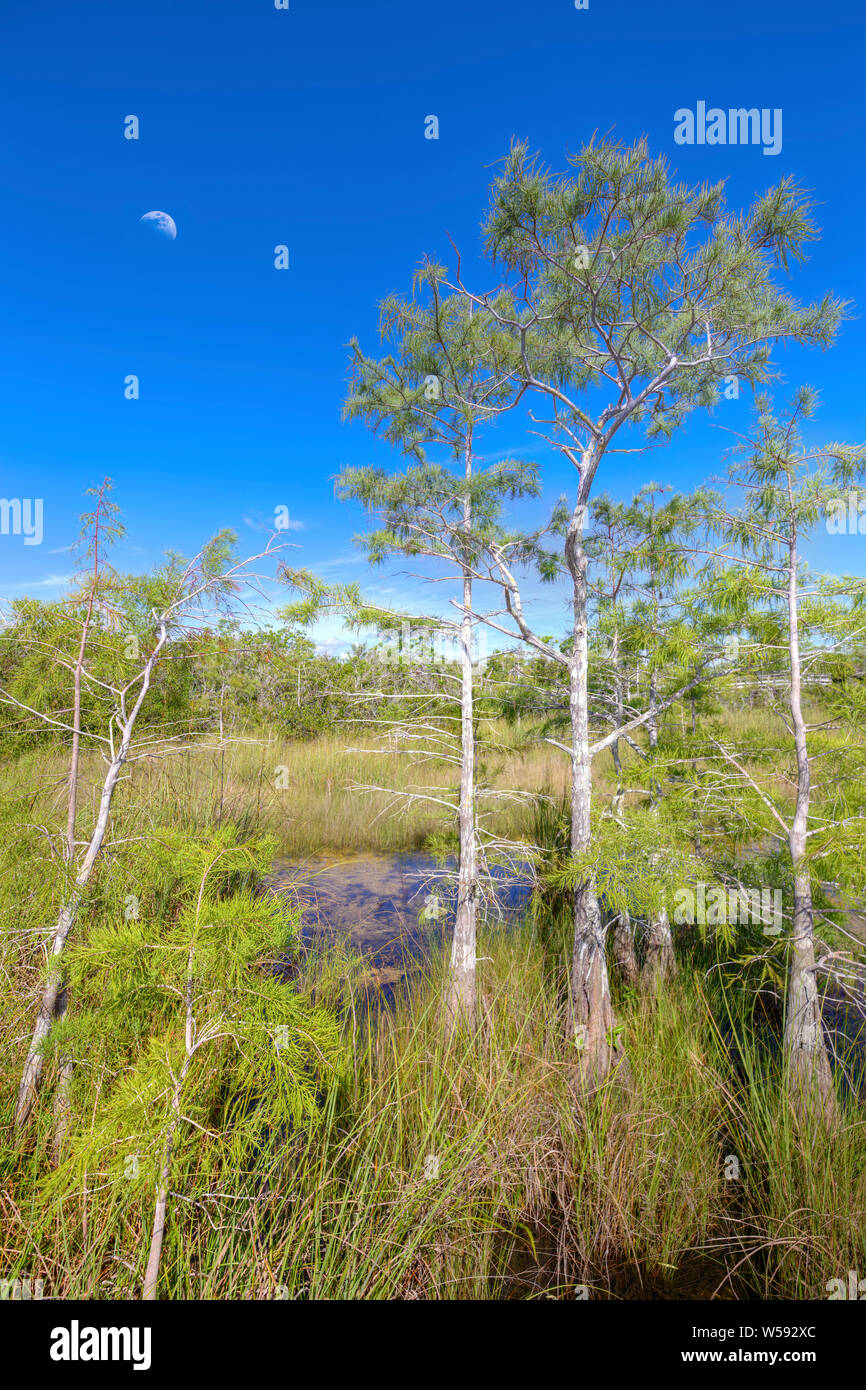 A waxing crescent moon overlooks an early morning landscape at the Pay Hay Okee trail in Everglades National Park. Stock Photo