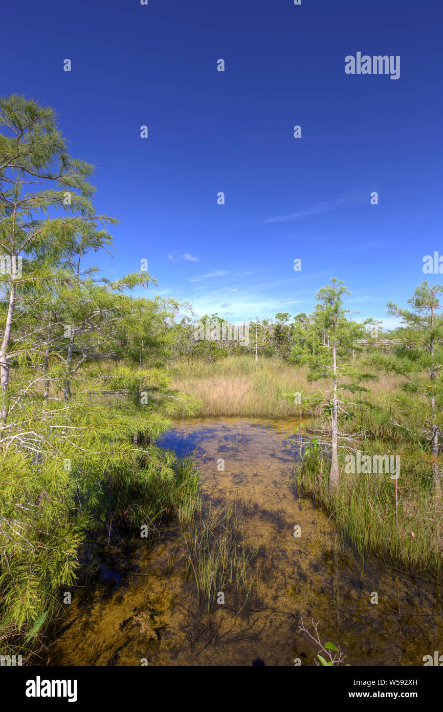 A beautiful summer scene at the Pay Hay Okee overlook trail in Everglades National Park. Stock Photo