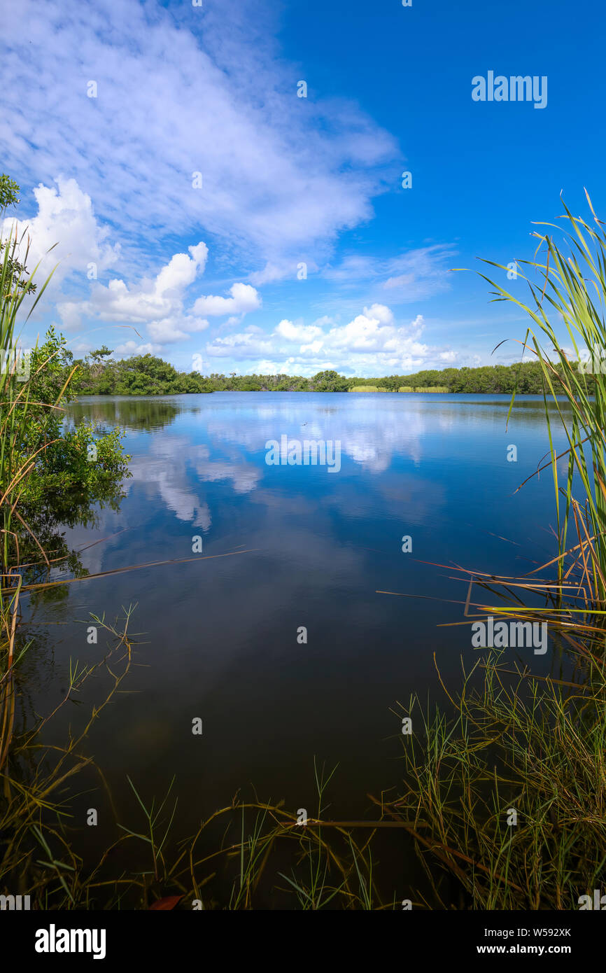 A beautiful summer day at Paurotis Pond in Everglades National Park. The water was like glass and created a gorgeous reflection of the sky and clouds. Stock Photo