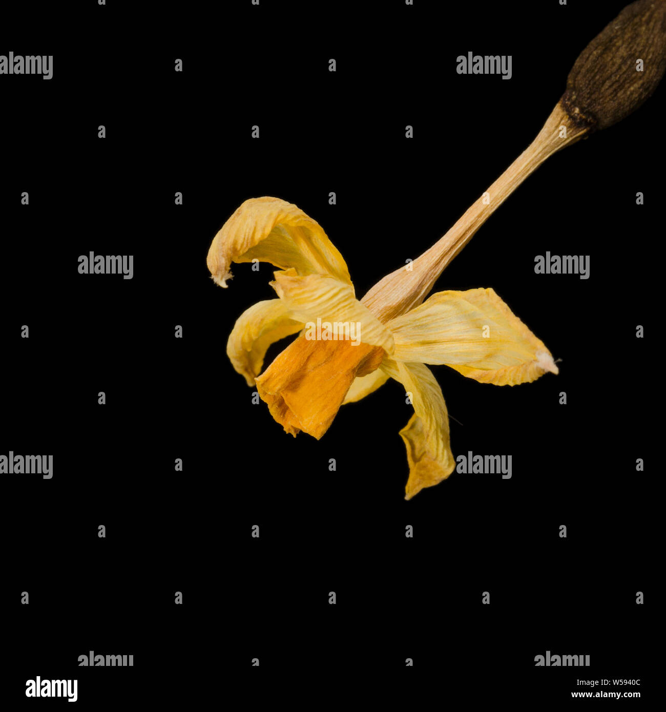 Dried Daffodil Flower on Black Background Stock Photo