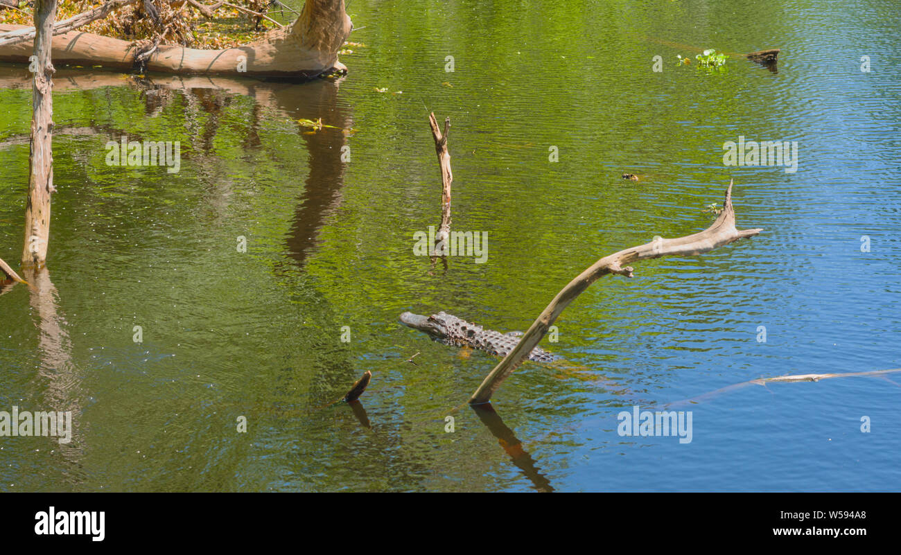 Alligator in water Stock Photo