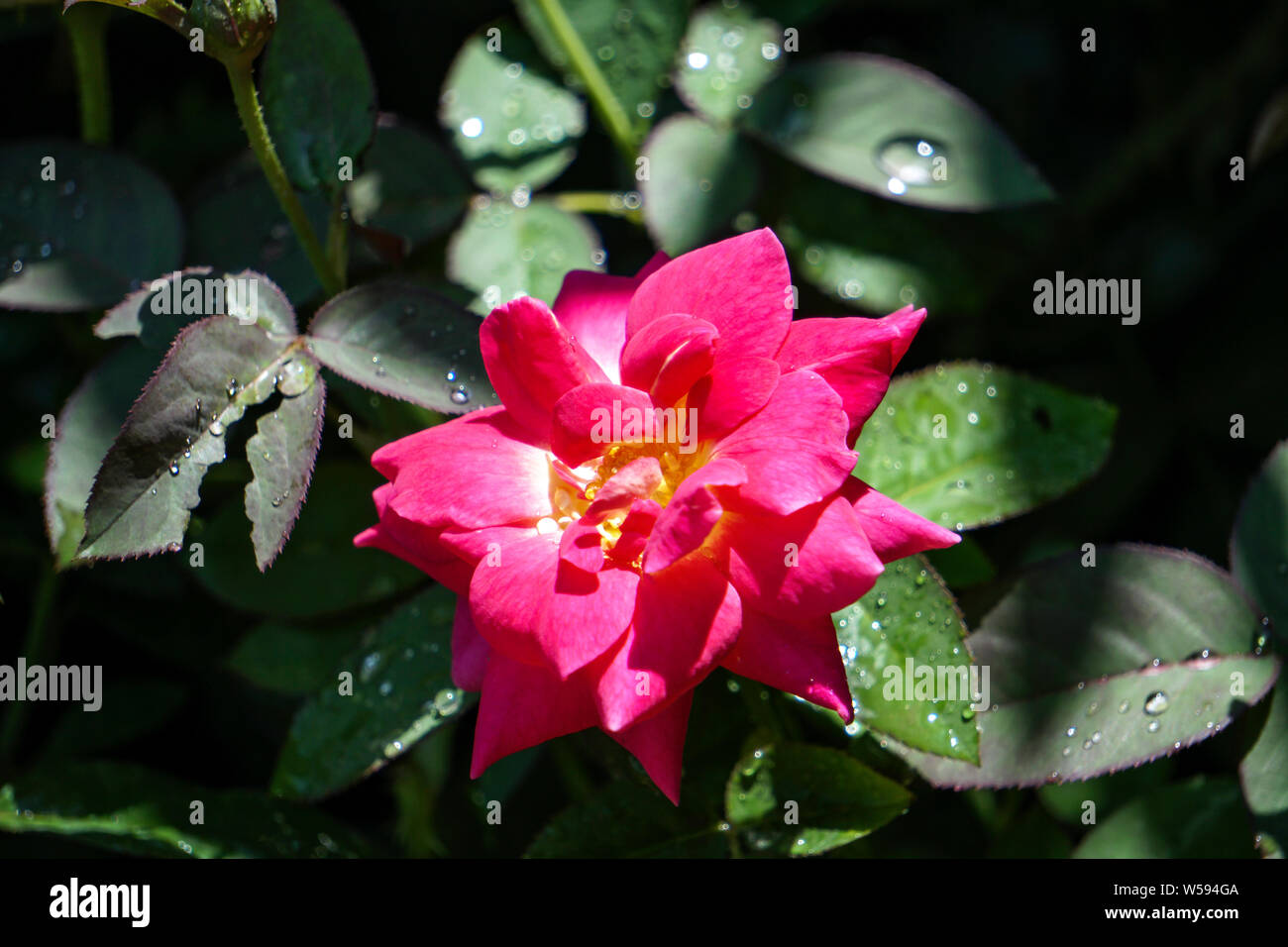 Daylight effect Rose flower on Dark background Stock Photo