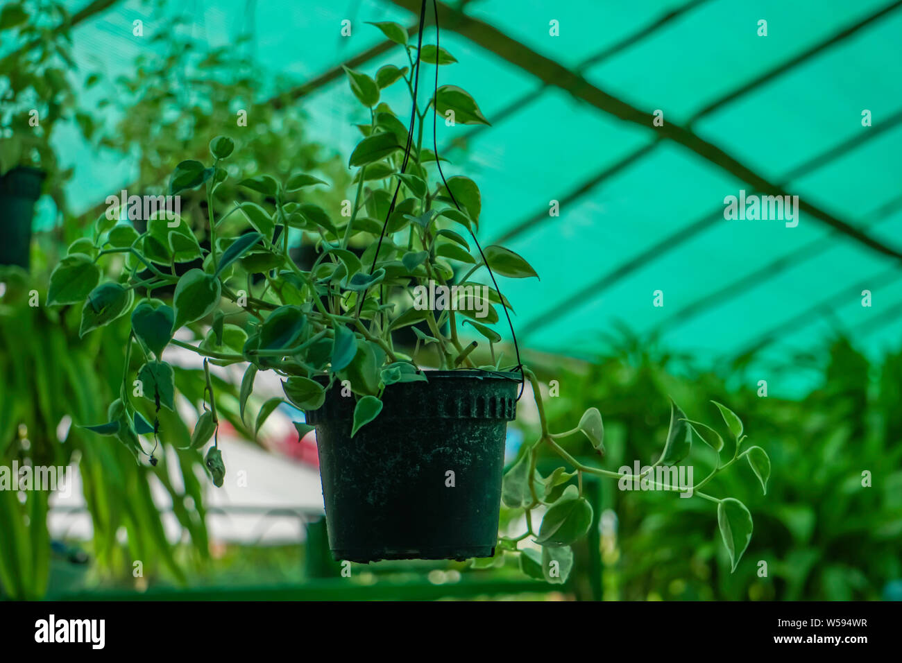 Hanging green plant growing on nursery Stock Photo Alamy