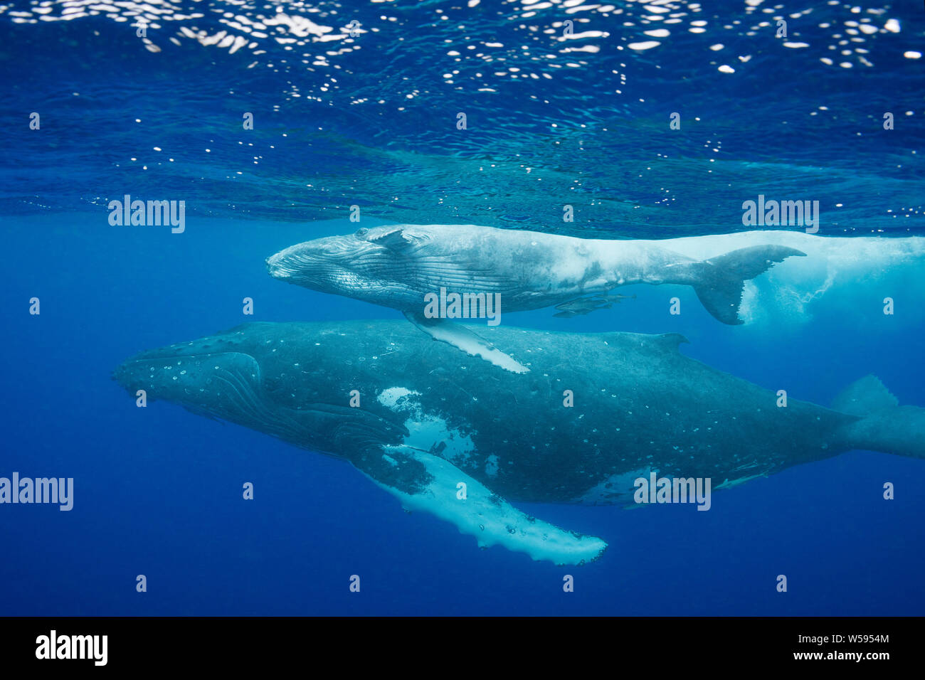 humpback whale mother and calf, Megaptera novaeangliae, Vava'u, Kingdom of Tonga, South Pacific Stock Photo
