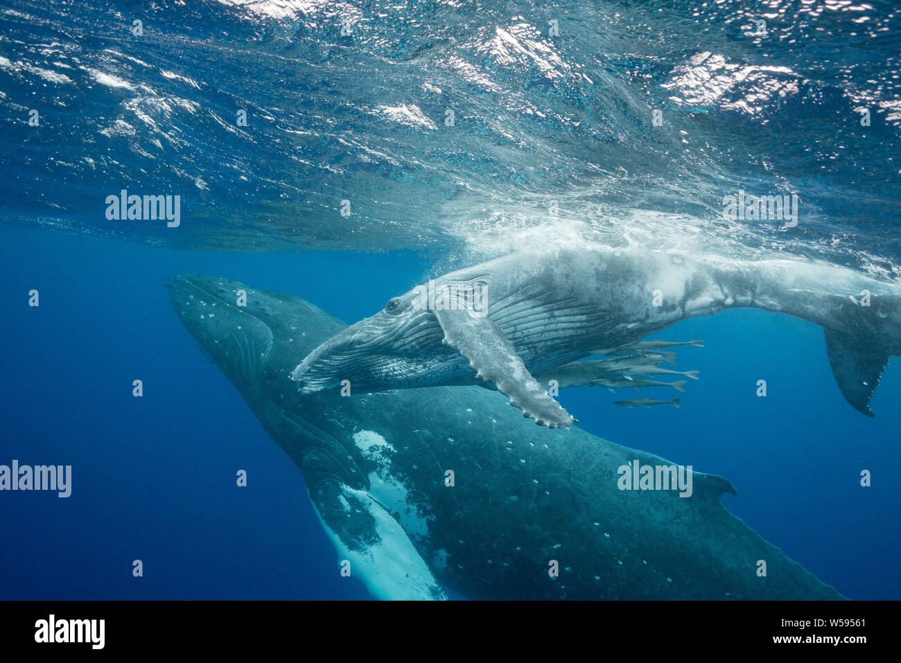 humpback whale mother and calf, Megaptera novaeangliae; baby whale is accompanied by remoras or suckerfish under its belly; Vava'u, Kingdom of Tonga, Stock Photo