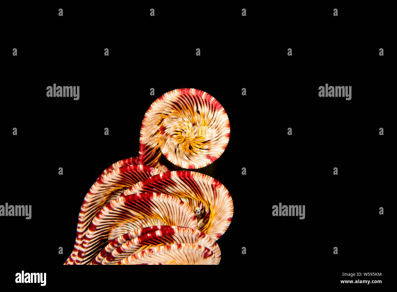 crinoid or feather star with arms curled up at night, Dumaguete, Negros Oriental, Philippines, Bohol Sea ( Western Pacific Ocean ) Stock Photo