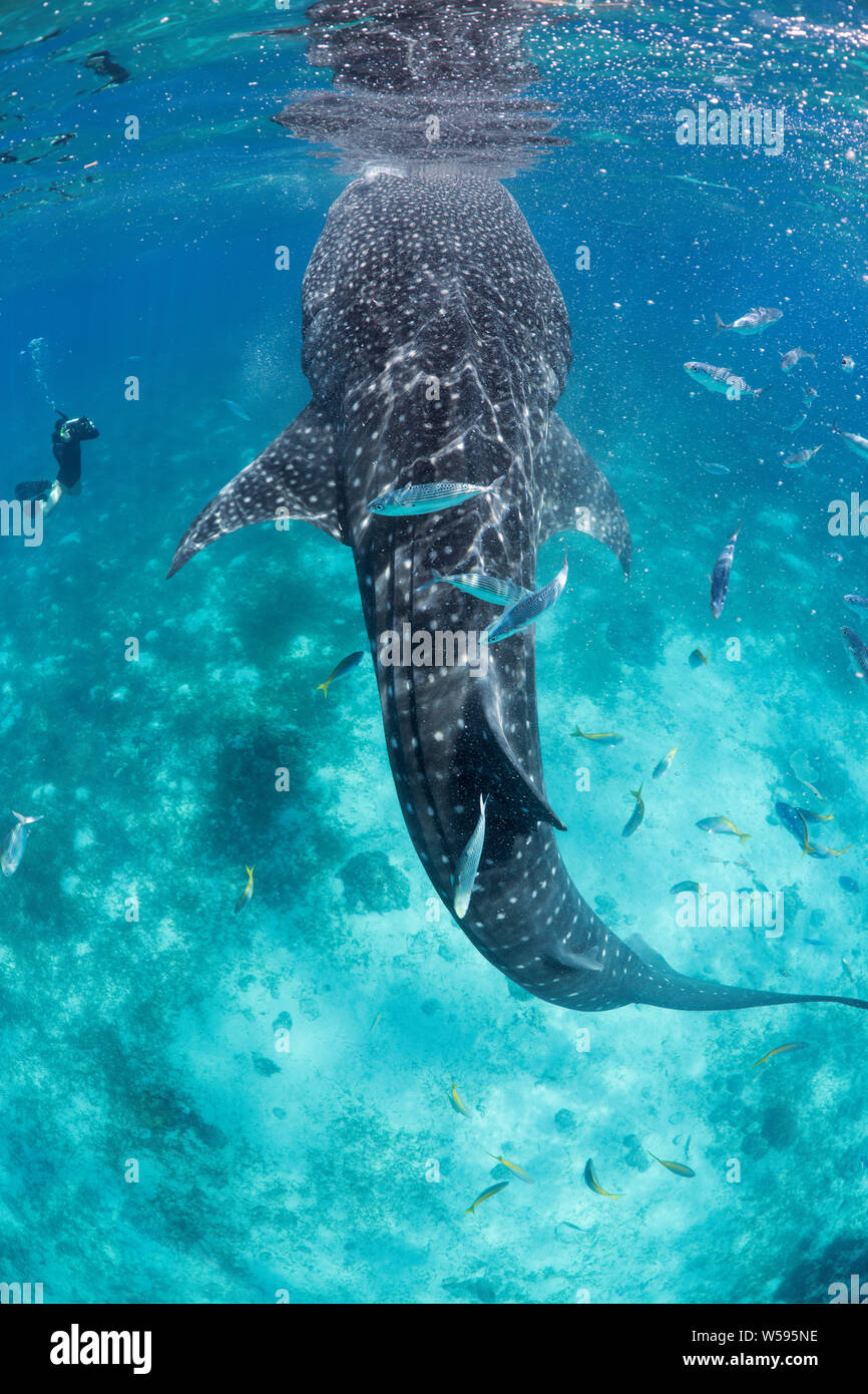 2019 Rolex / Our World Underwater scholar Neha Acharya-Patel photographs a whale shark, Rhincodon typus, Oslob, Cebu, Philippines Stock Photo