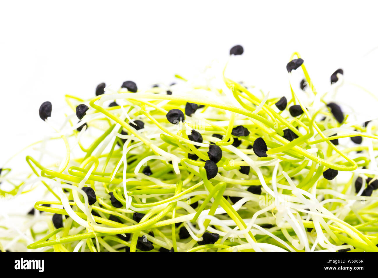 Leek (Allium porrum) sprouts macro Stock Photo
