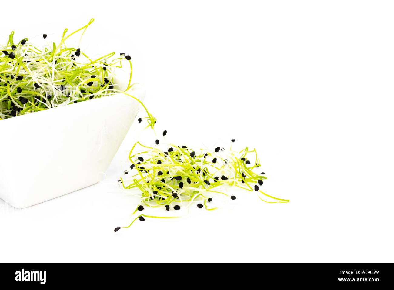 Leek (Allium porrum) sprouts in white porcelain dish isolated Stock Photo