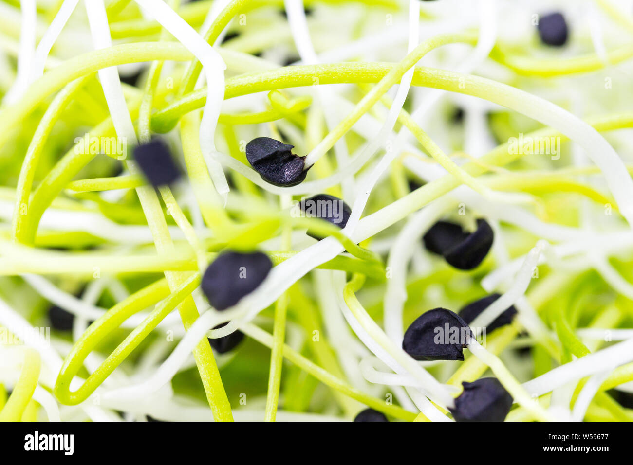 Leek (Allium porrum) sprouts macro Stock Photo