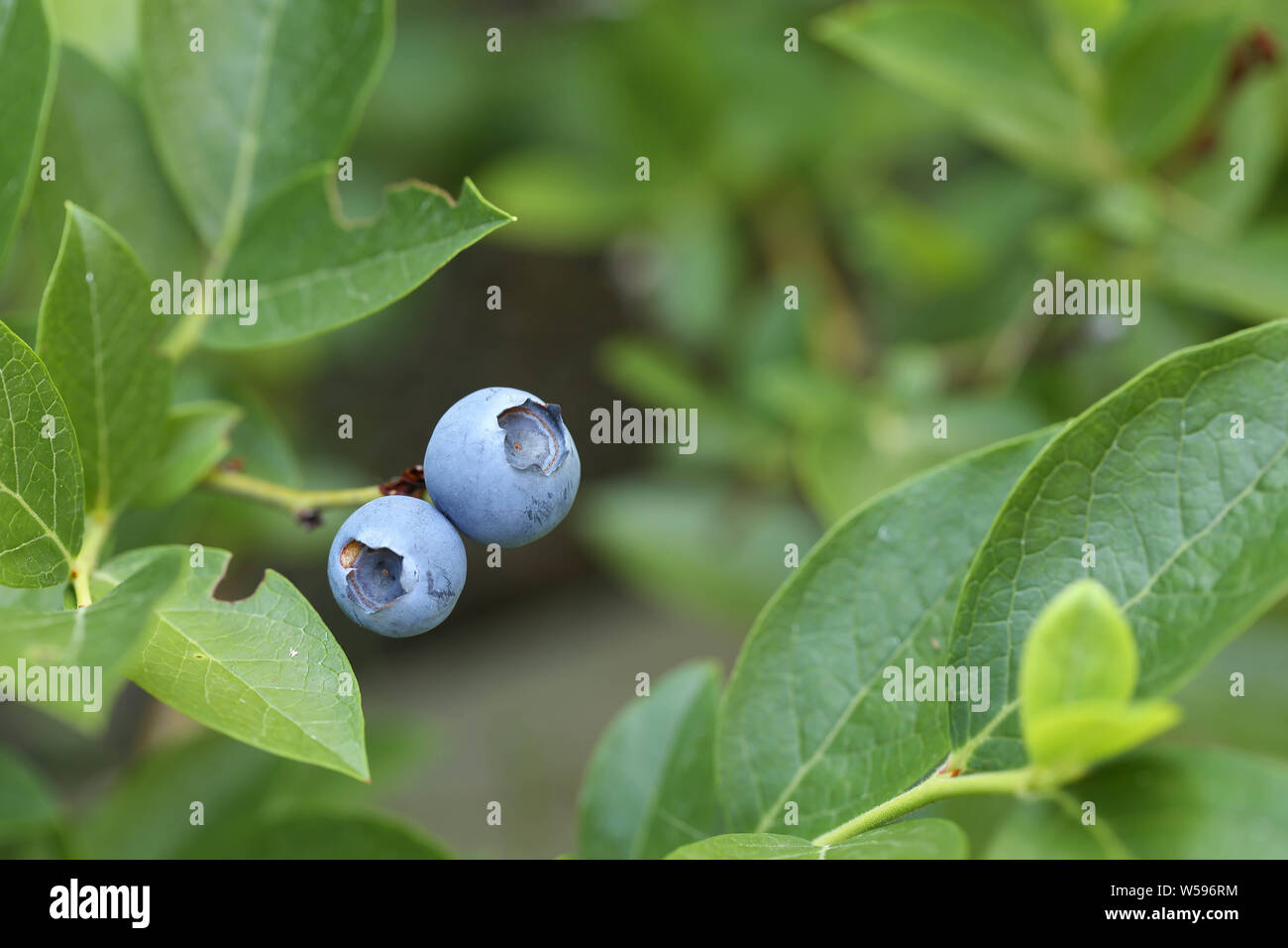 Makro Heidelbeere Blaubeere Hintergrund Stock Photo