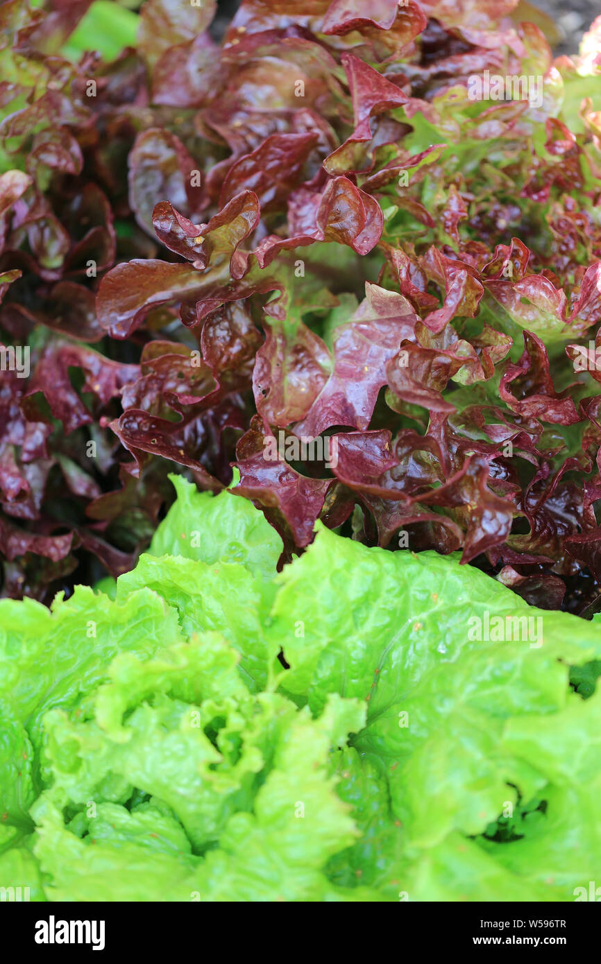 Salat im Garten Stock Photo