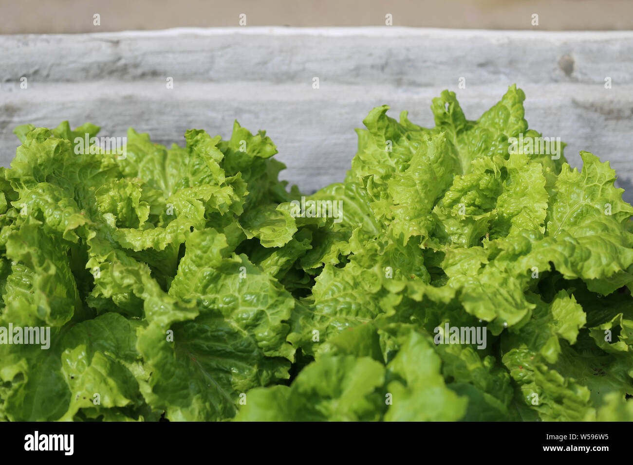 Salat im Garten Stock Photo