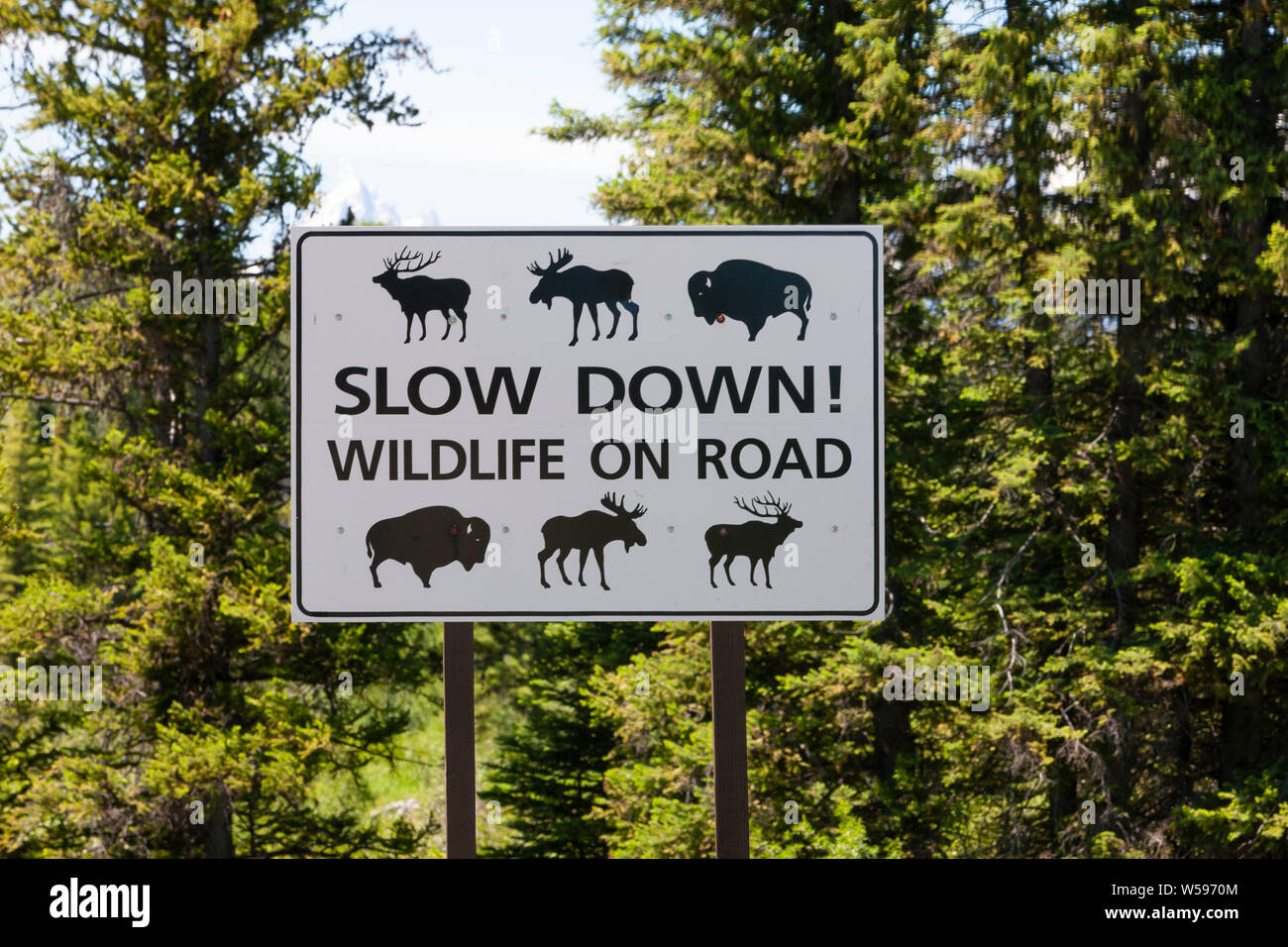 Wildlife Road Safety Sign In The Grand Tetons National Park In Wyoming ...