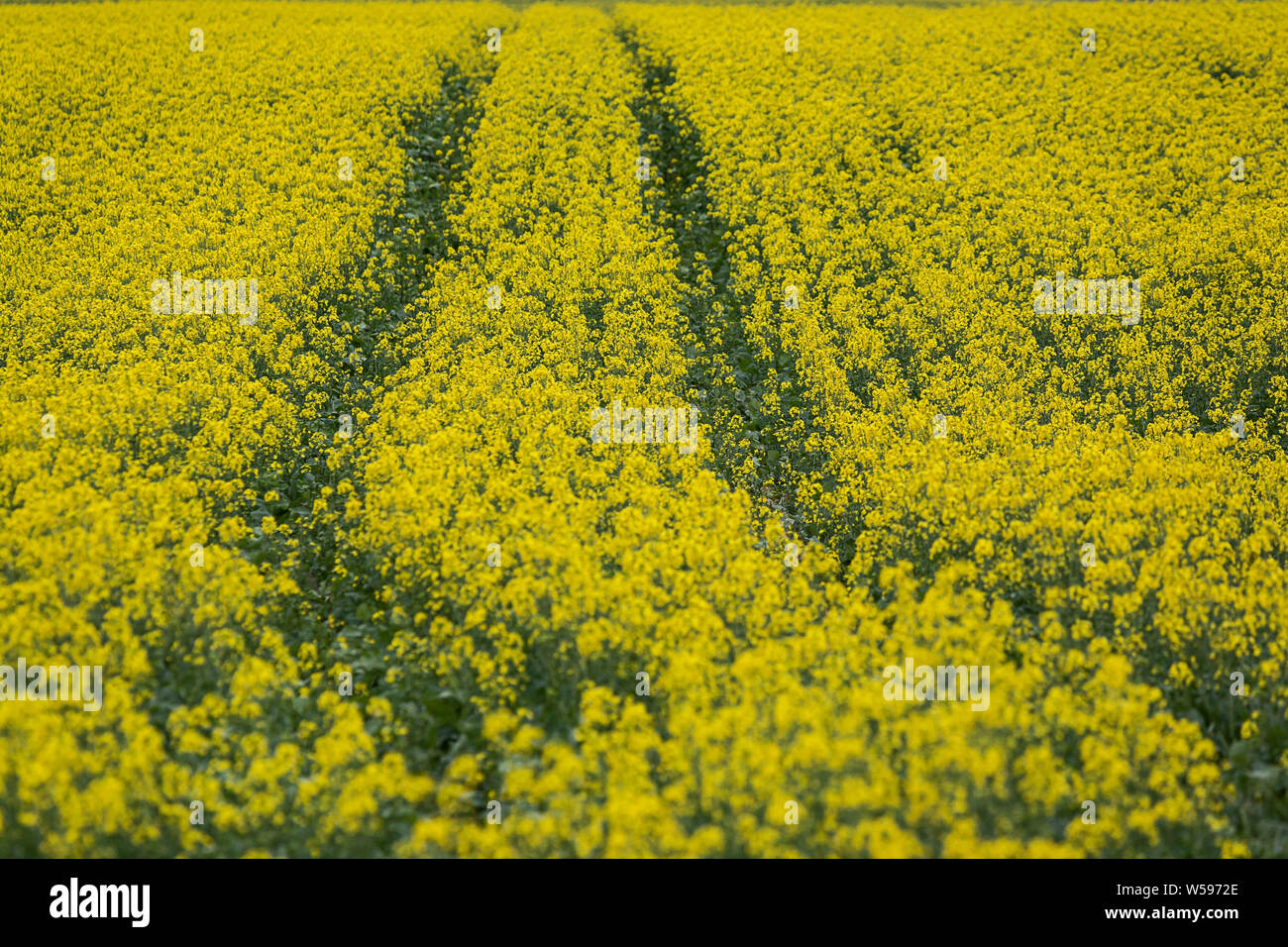 Canola (rapeseed) fields Stock Photo