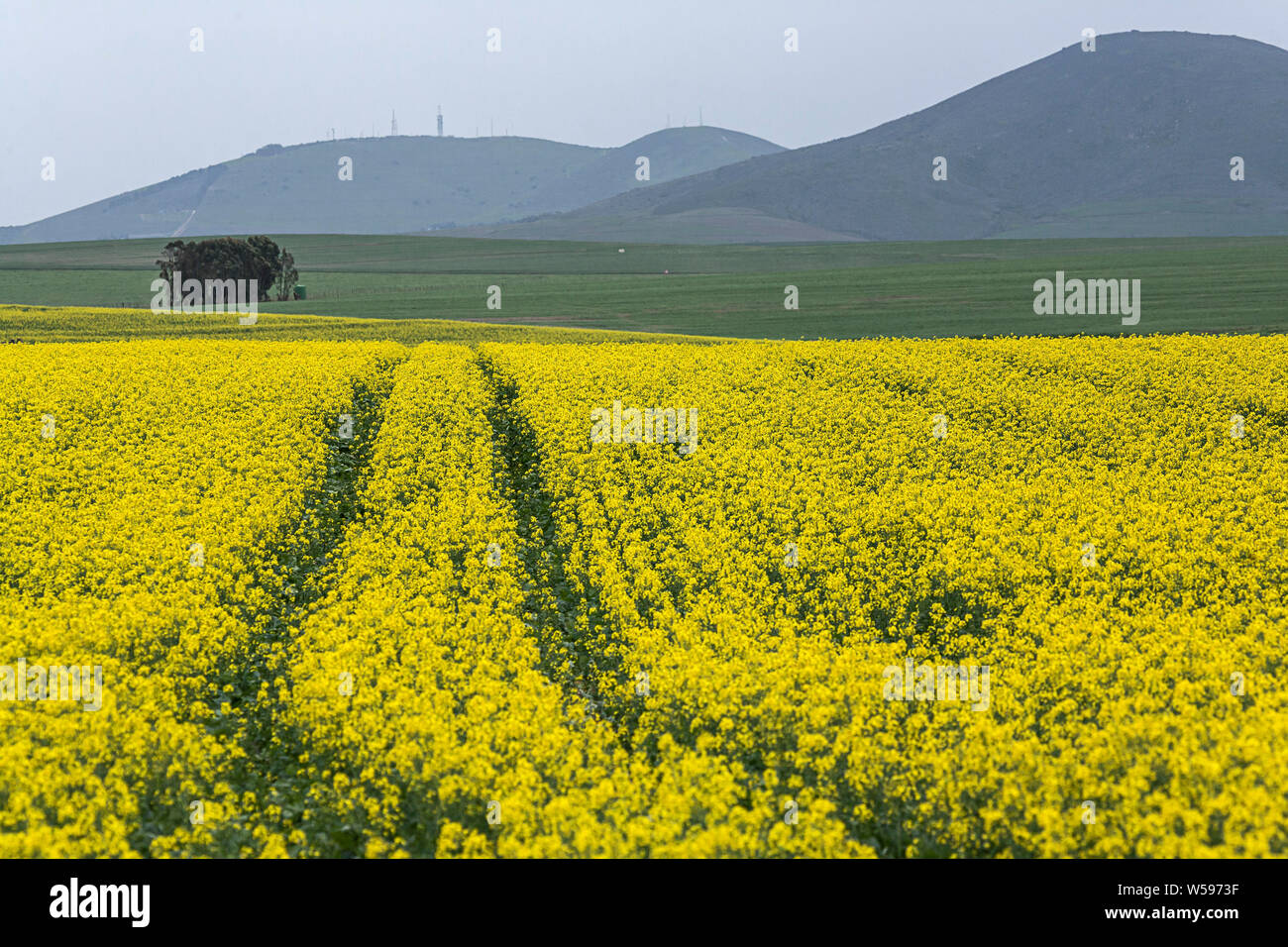 Canola (rapeseed) fields Stock Photo