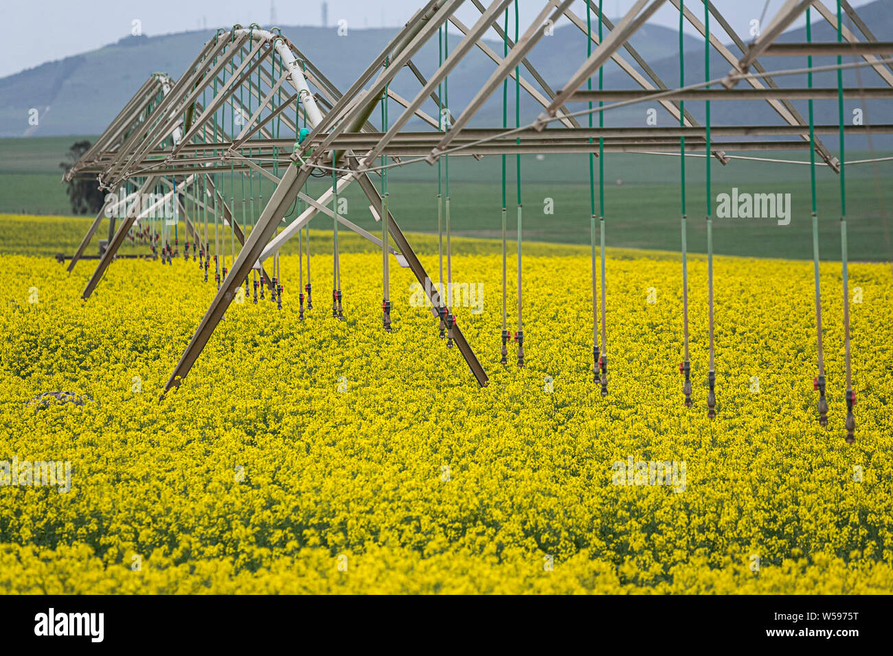 Canola (rapeseed) fields and an irrigation system Stock Photo