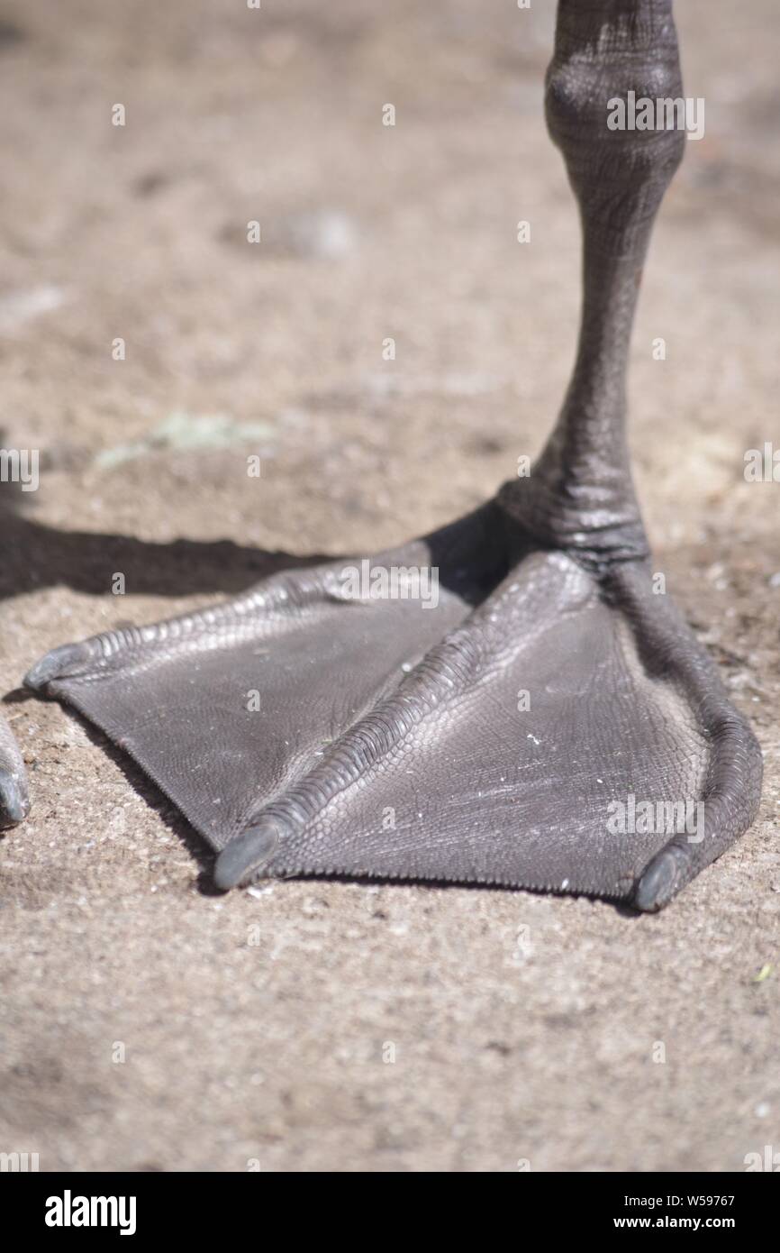 Webbed Bird Feet High Resolution Stock Photography and Images - Alamy