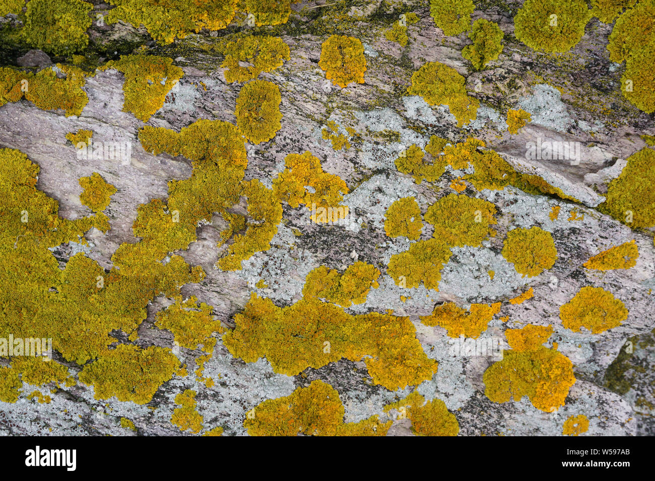 Yellow and grey lichen growing on granite Stock Photo