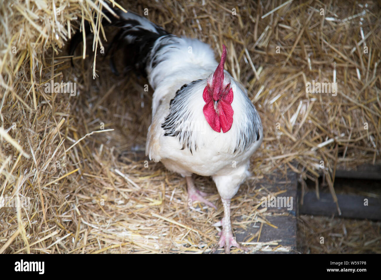 Sussex breed chicken, Sussex, England Stock Photo