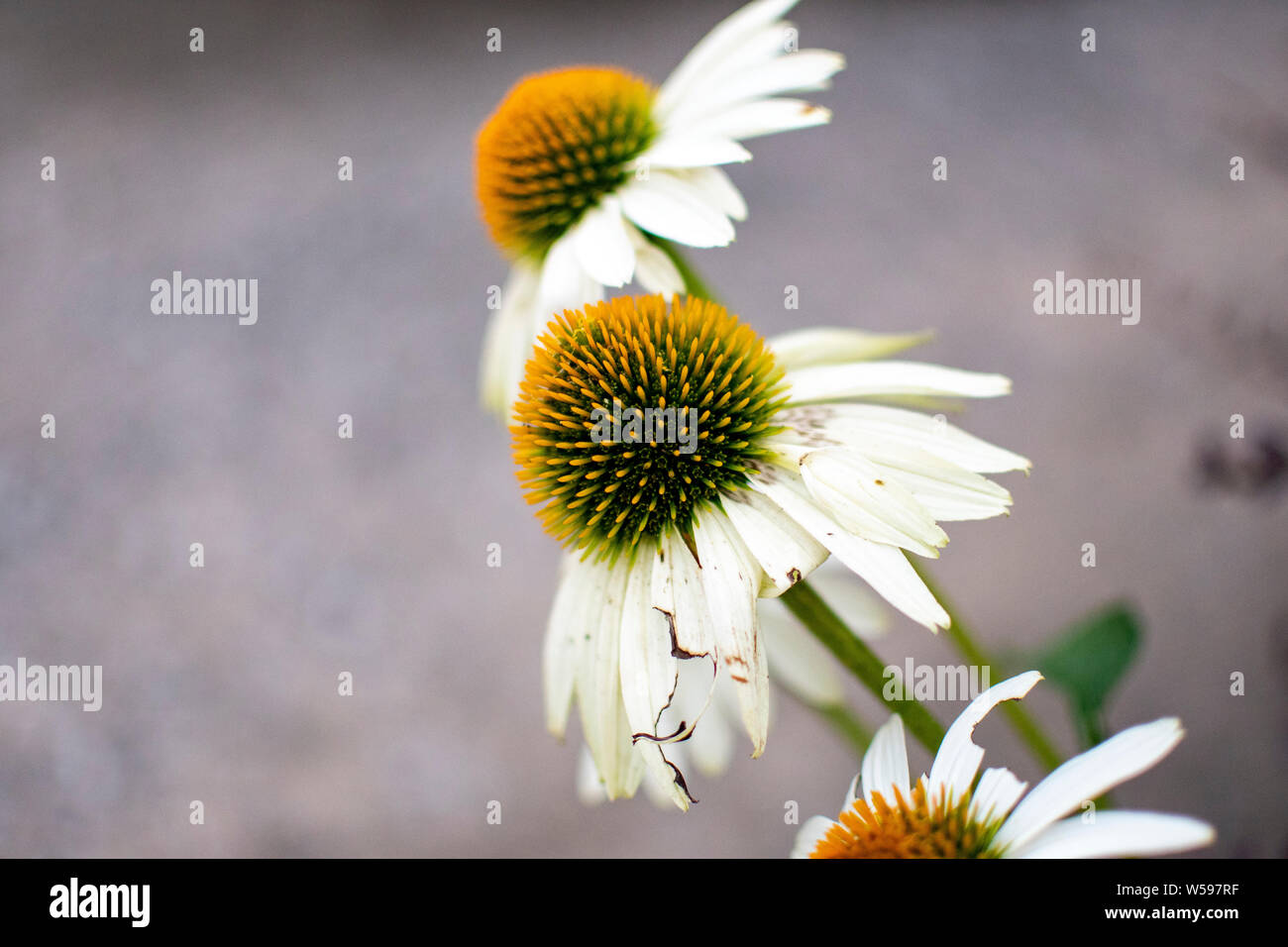 Dandelion daisy flowers hi-res stock photography and images - Alamy