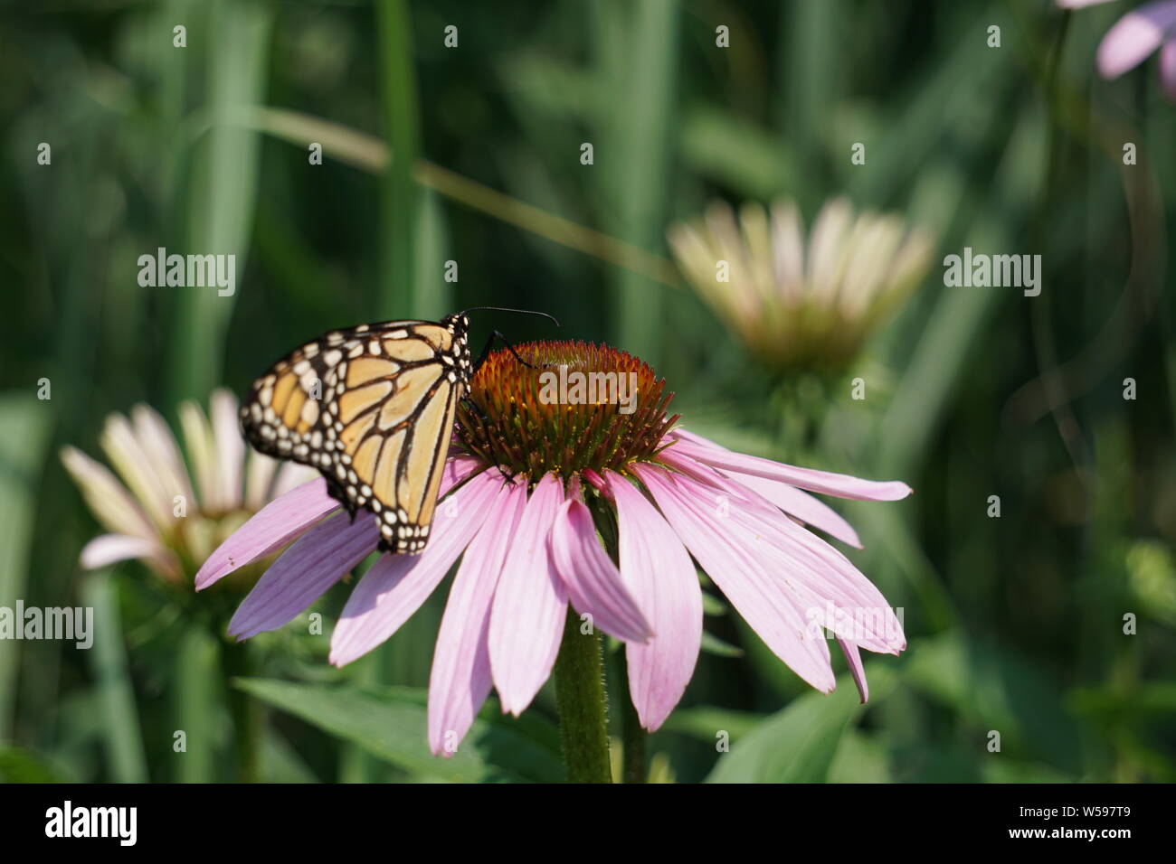 Monarch lands on a Marguerite daisy. Stock Photo