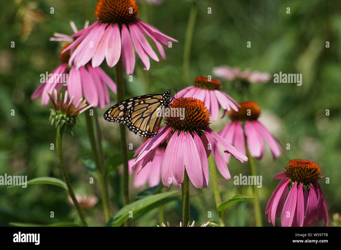 Monarch lands on a Marguerite daisy. Stock Photo