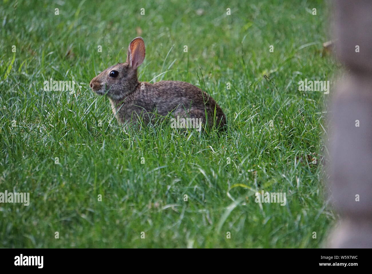 Brown rabbit sits quietly in the backyard grass Stock Photo