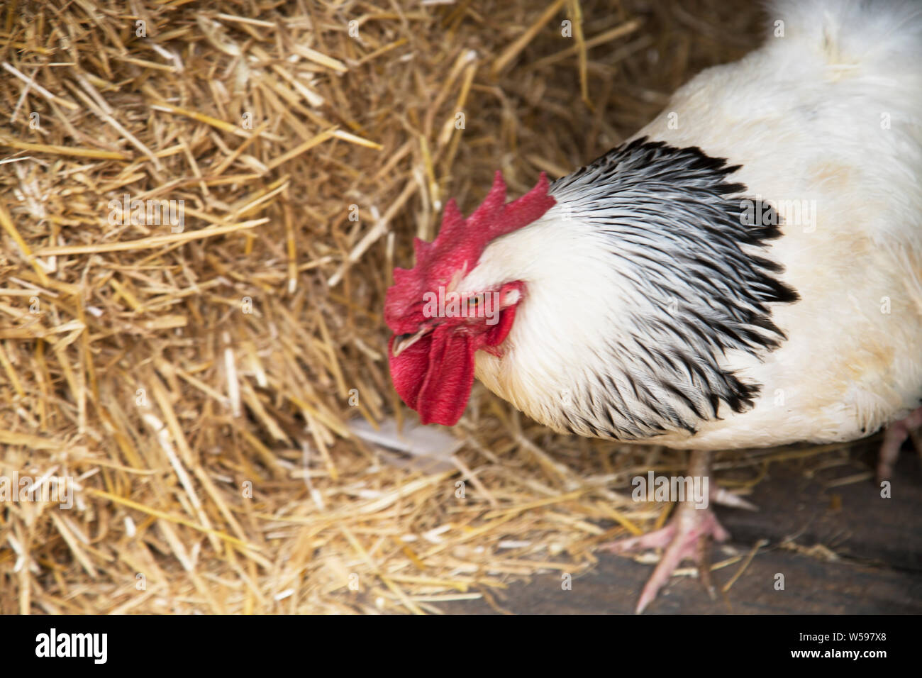 Sussex breed chicken, Sussex, England Stock Photo Alamy