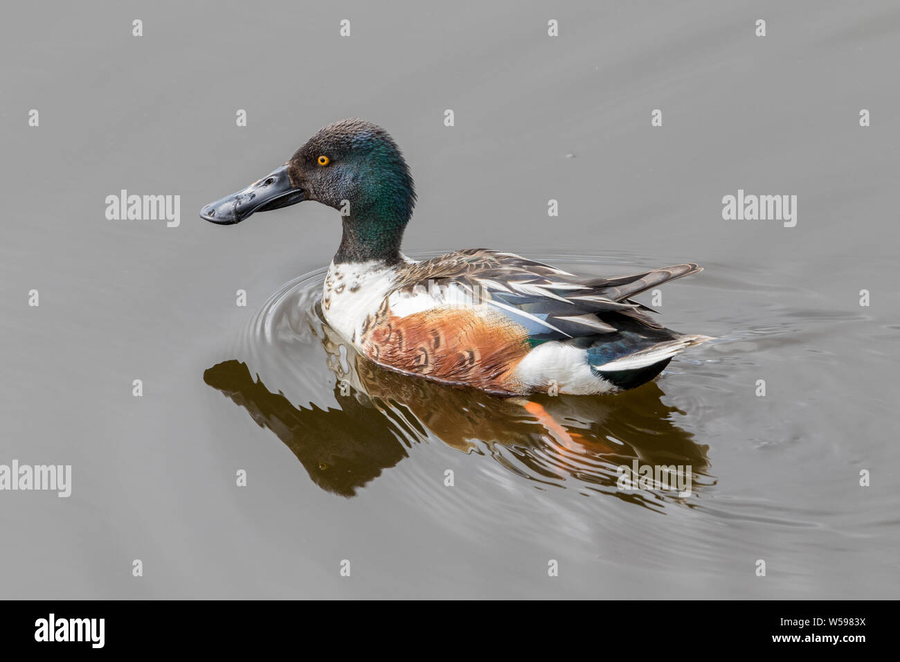 Shovel shaped beak hires stock photography and images Alamy